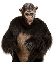 Chimpanse maske