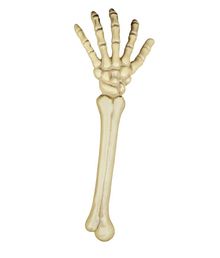 Skeletarm, 46 cm